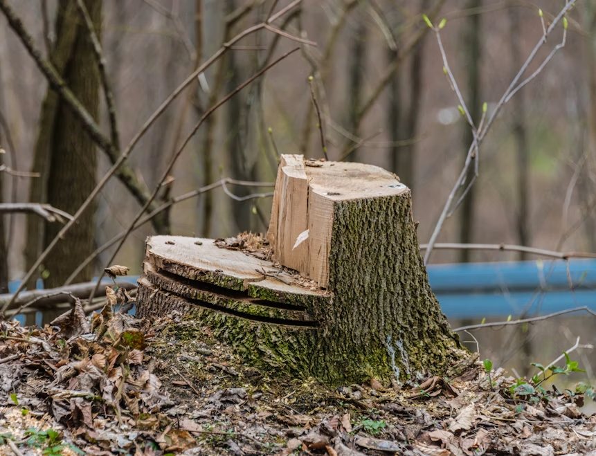 Souche d'arbre fraîchement coupée en forêt